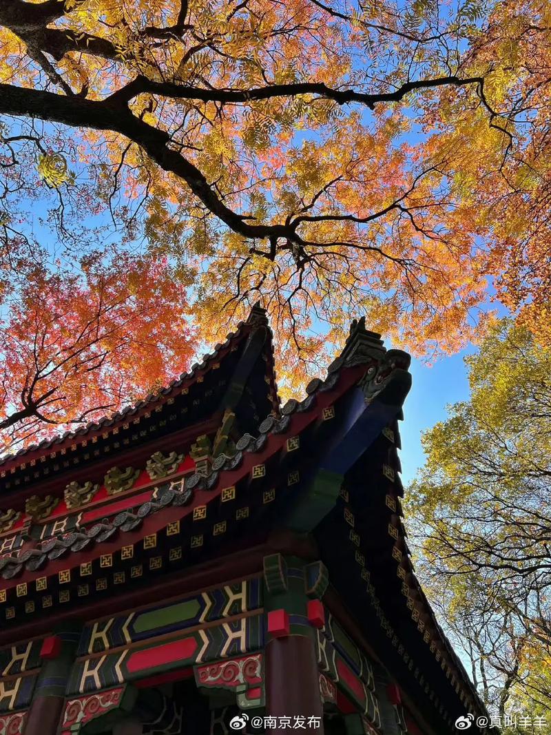 南京|我在灵谷寺发现了"彩虹树"